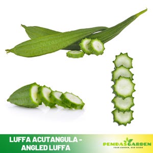 May include: Fresh green angled luffa gourds and sliced pieces against a white background. The image shows whole and sliced luffa, highlighting the texture and shape of the vegetable. The text at the bottom reads "Luffa Acutangula - Angled Luffa".