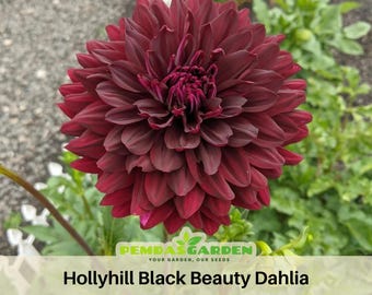 40+ Seeds|  Hollyhill Black Beauty Dahlia Perennial Seeds - Pollinator Friendly- Open Pollinated - Heirloom - Flower Seeds -  #D053