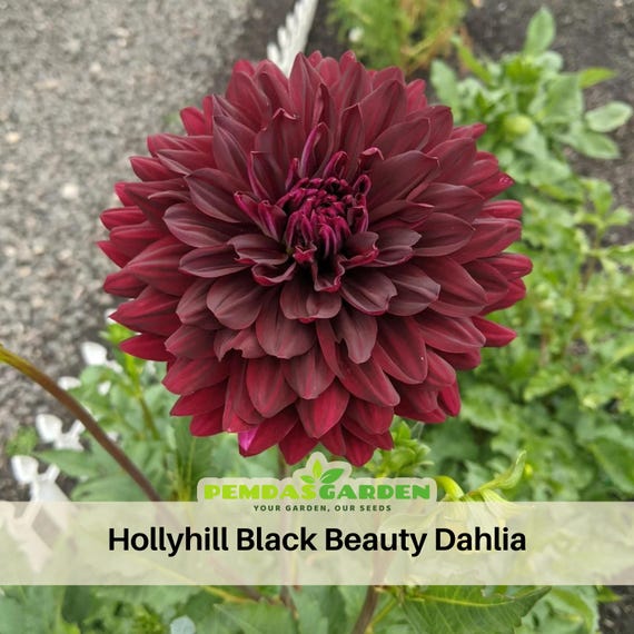 40+ Seeds| Hollyhill Black Beauty Dahlia Perennial Seeds - Pollinator  Friendly- Open Pollinated - Heirloom - Flower Seeds - #D053