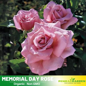 30+ Seeds|Pink Memorial Day Flower Rose Seeds - Authentic Seeds - Perennial~GMO Free~~Flower seeds ~ Asian Garden~ Herbs  #1117