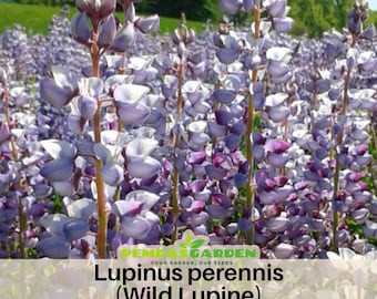 May include: A field of Lupinus perennis (Wild Lupine) flowers in shades of purple and white. The flowers are in full bloom, with tall, slender stems. The image includes the text "PEMBA'S GARDEN" and the name of the flower.
