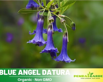 25+ Seeds| Blue Angel Trumpet Datura Seeds -Perennial -Authentic Seeds-Flowers -Organic. Non GMO-Mix Seeds for Plant-B5G1