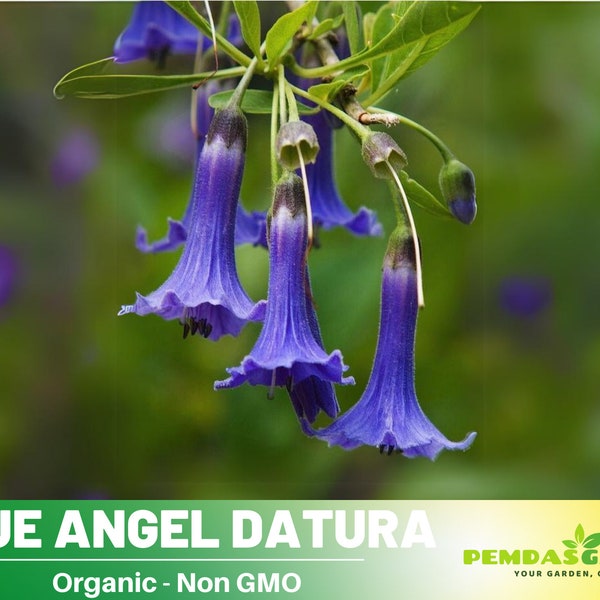 25+ Seeds| Blue Angel Trumpet Datura Seeds -Perennial -Authentic Seeds-Flowers -Organic. Non GMO-Mix Seeds for Plant-B5G1