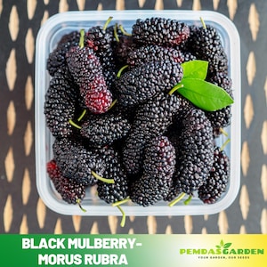 May include: A clear plastic container filled with ripe black mulberries. The berries are a deep purple-black color, with a few showing a reddish hue. A green leaf is visible among the berries. The text "BLACK MULBERRY - MORUS RUBRA" is at the bottom.