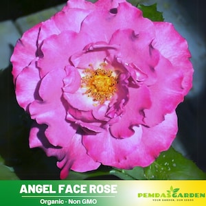 30+ Seeds| Angel Face Floribunda Rose Seeds - Authentic Seeds - Perennial~ GMO Free ~Flower seeds~ ~ Asian Garden~ Herbs  #1023