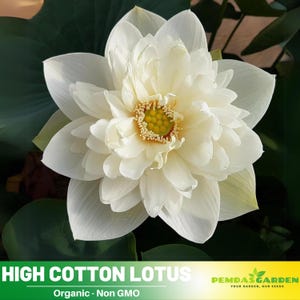 5 Rare Seeds| Mallory My Love Lotus Seeds  - Indian Lotus (Nelumbo nucifera) Seeds - Flower Seeds -  #Q036