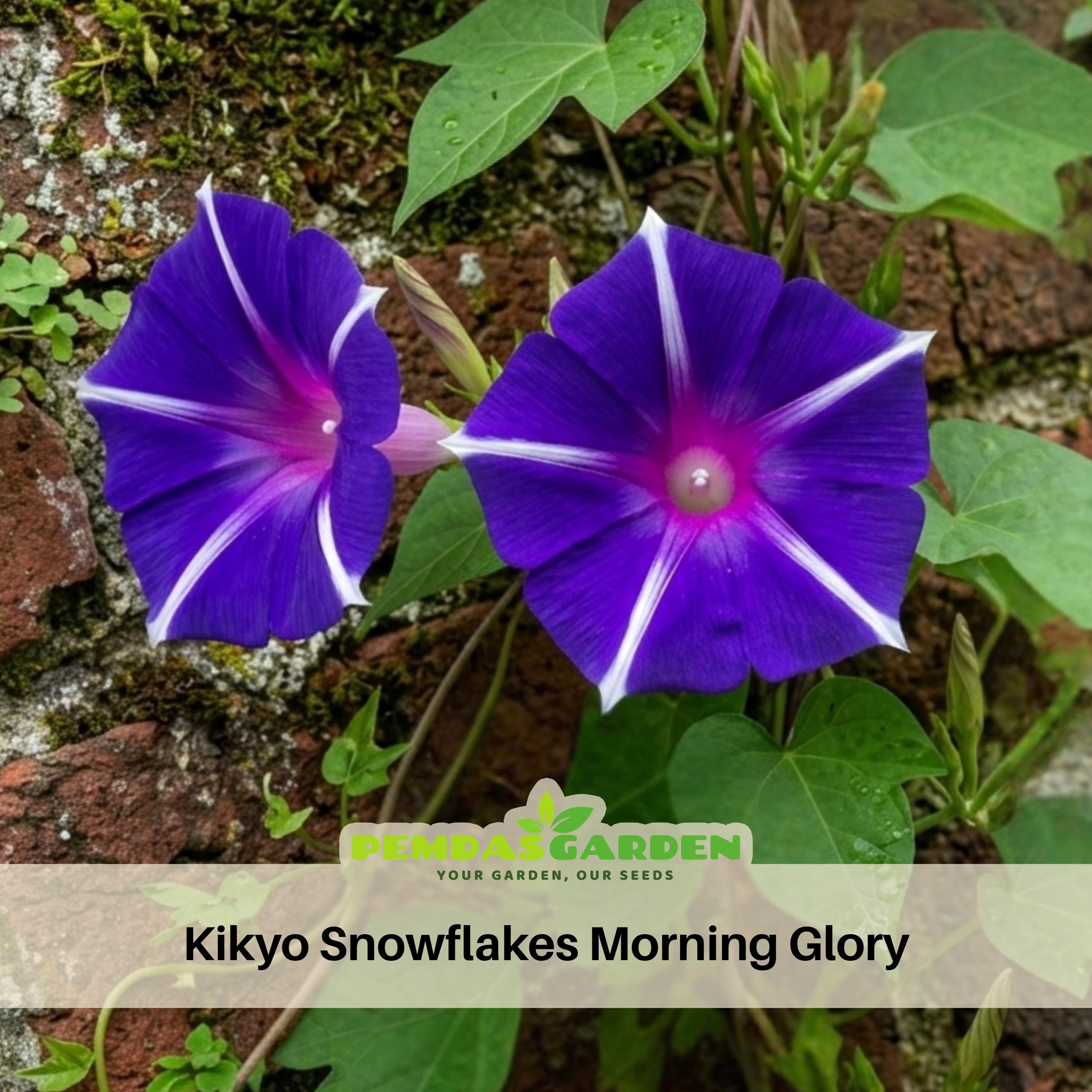 Kikyo Snowflakes Morning Glory Seeds White Blue Speckled Flower