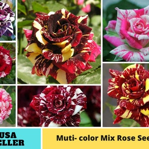 30+ Seeds|Muti- color Mix Flower Rose Seeds - Authentic Seeds - Perennial~GMO Free~~Flower seeds ~ Asian Garden~ Herbs B5G1#1060