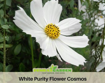 White Purity Flower Cosmos Seeds Seeds - Authentic- Butterfly Garden, Pollinator Friendly, Open Pollinated, Non-GMO