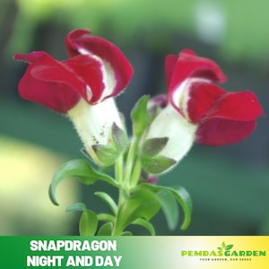 Snapdragon Night and Day Seeds - Cold Resistant -Attracts pollinators - Open-Pollinating -Plant before the frost/after frost - #65
