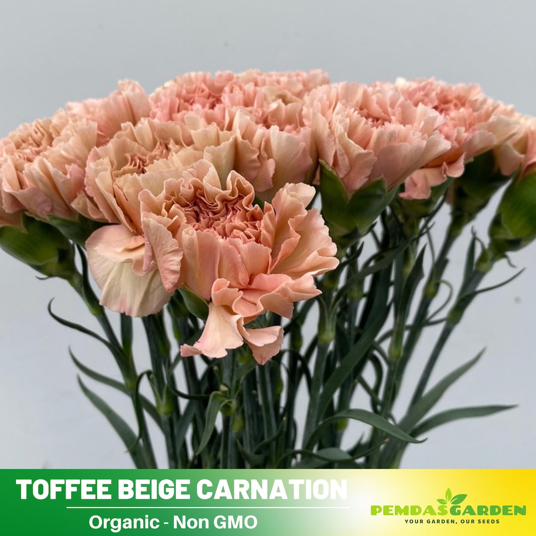 30+seeds|toffee Beige Carnations - Dianthus Seeds - Authentic -open ...