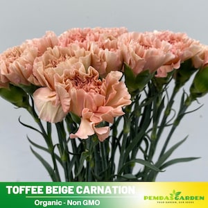May include: A bouquet of toffee beige carnations, a light peachy-brown color. The flowers are organic and non-GMO. The text "Toffee Beige Carnation" and "Organic - Non GMO" is visible at the bottom of the image.