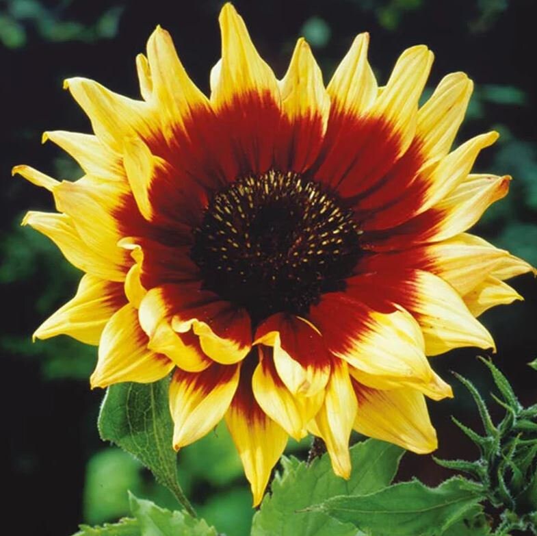 Sonnenblumen-Samen 'Magic Roundabout F1' – Pollenfrei, 20 Samen Für Hohe Blüten
