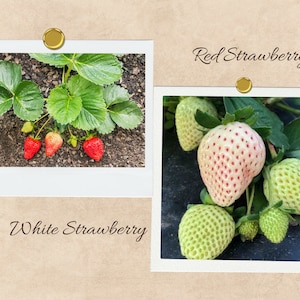 May include: Two photos of strawberry plants. The first photo shows a red strawberry plant with three red strawberries. The second photo shows a white strawberry plant with several white strawberries.