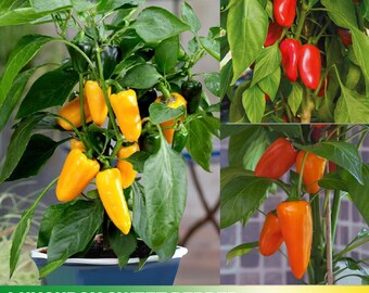 30 Seeds| Lunchbox Sweet Pepper Seeds - Authentic Seeds ~ GMO Free ~ Seeds ~ Flower seeds~ Vegetable seeds~ Asian Garden~ Herbs   #7021