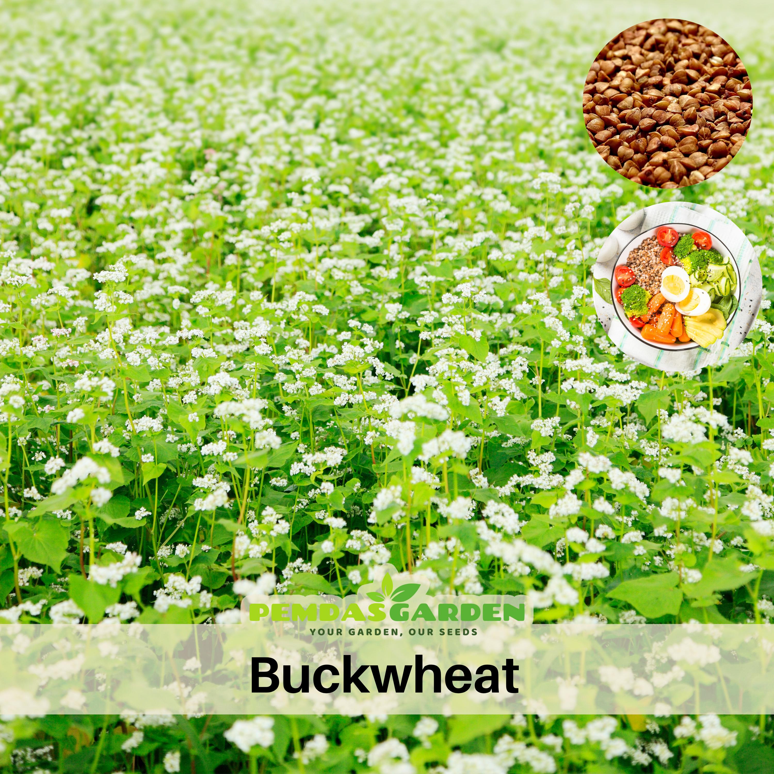 Buckwheat Seeds for Planting  Fast-growing Cover Crop | Soil Builder &  Weed Suppressor | Bee-friendly White Blossoms - Etsy