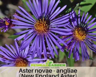 Aster novae-angliae (New England Aster) Aster Seeds - China Aster - Authentic - Open-Pollinated - Heirloom - Mix Seeds to Plant