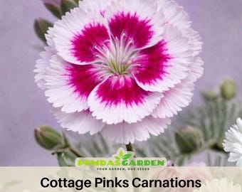 Cottage Pinks Carnations - Dianthus Seeds - Authentic - Open-Pollinated -Organic - Heirloom -Flower Seeds - Mix Seeds to Plant