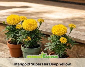 Marigold Super Her Deep Yellow Seeds - Open-Pollinating - Draft Resistant - Cold Resistant - Plant in Spring/After frost