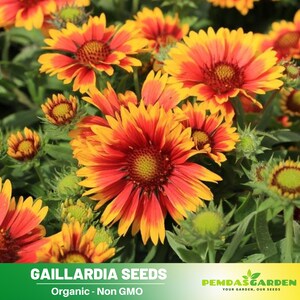Gaillardia Seeds - Blanket Flower - Authentic Seeds - Perennial ~  GMO Free~~Flower seeds ~ Asian Garden~ Herbs #8065
