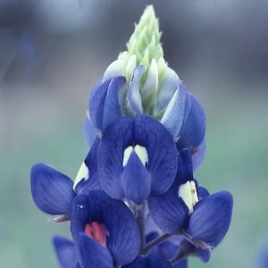 May include: Close-up of a bluebonnet flower, a vibrant wildflower with deep blue petals and white accents. The flower's structure is detailed, with a central green bud and a soft, blurred background.