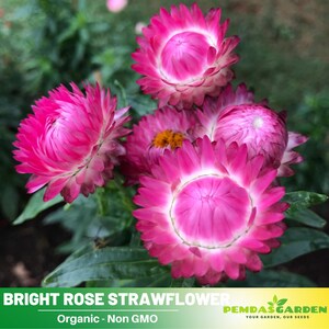 100 Seeds| Bright Rose Strawflower seeds -- Open-Pollinated - Organic - Heirloom -golden everlasting - Butterfly Garden -  k002