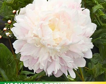 10+ Seeds| Moon River Peony Seeds - Paeonia - Attract butterflies - Open-Pollinated - Organic - Heirloom -  #B002