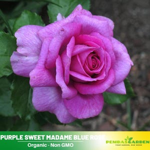 30+ Seeds|Purple Sweet Madame Blue Rose Rose Seeds - Authentic Seeds - Perennial~ GMO Free ~Flower seeds~ ~ Asian Garden~ Herbs  #1042