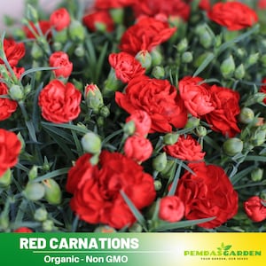 30+Seeds|Red Carnations - Dianthus Seeds - Authentic - Open-Pollinated - Organic - Heirloom - Flower Seeds - Mix Seeds to Plant -  #ca1