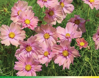 50+ Seeds| Apricot Lemonade Cosmos Seeds ~ Authentic Seeds ~ GMO Free ~Flower seeds~ Vegetable seeds~ Asian Garden~ Flowers~ Herbs  #L006