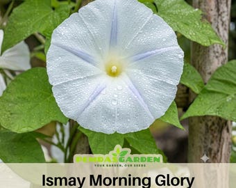 Ismay Morning Glory Seeds Soft Lavender Flower Seeds Climbing Vine Blooming Annual Garden Trellis Ornamental Easy Grow Garden Plant