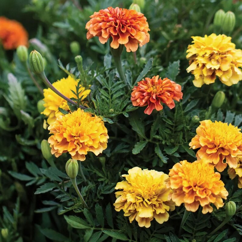 May include: Close-up of vibrant marigold flowers in shades of yellow and orange, set against a backdrop of green foliage. The flowers are in full bloom, showcasing their layered petals. Some buds are also visible.
