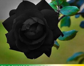 30+ Seeds|Black Halfeti Rose Perennial Flower - Authentic Seeds - Perennial~GMO Free~~Flower seeds ~ Asian Garden~  #1052