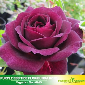 30+ Seeds| Dark Purple Rose Seeds - Authentic Seeds - Perennial~ GMO Free ~Flower seeds~ ~ Asian Garden~ Herbs  #1041