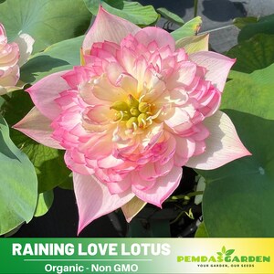 5 Rare Seeds| New Raining Love Lotus Seeds  - Indian Lotus (Nelumbo nucifera) Seeds - Flower Seeds -  #Q065