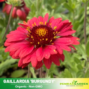 Gaillardia &#39;Burgundy&#39; (Blanket flower)- Authentic Seeds - Perennial ~ GMO Free~~Flower seeds ~ Asian Garden~ Herbs #8069