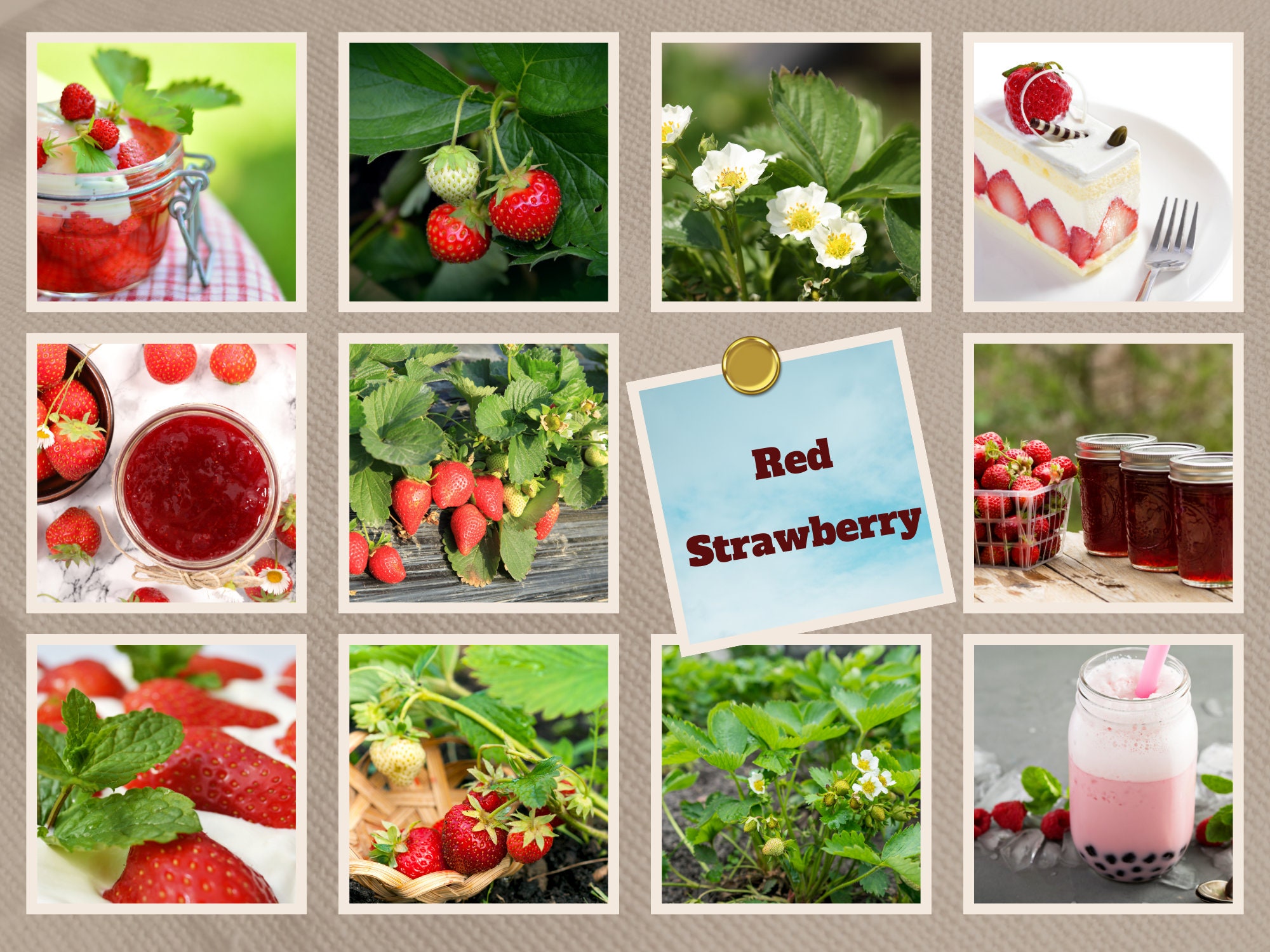 Berry Seed Collection| 5 Popular Varieties of Native Berry Seeds ...