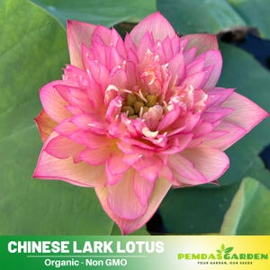 5 Rare Seeds| Chinese Lark Lotus Seeds  - Indian Lotus (Nelumbo nucifera) Seeds - Flower Seeds -  #Q014