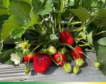 35 seeds| Red Strawberry Seeds- Authentic - Open-Pollinated - Organic - Heirloom - Fruit Seeds -  #5006