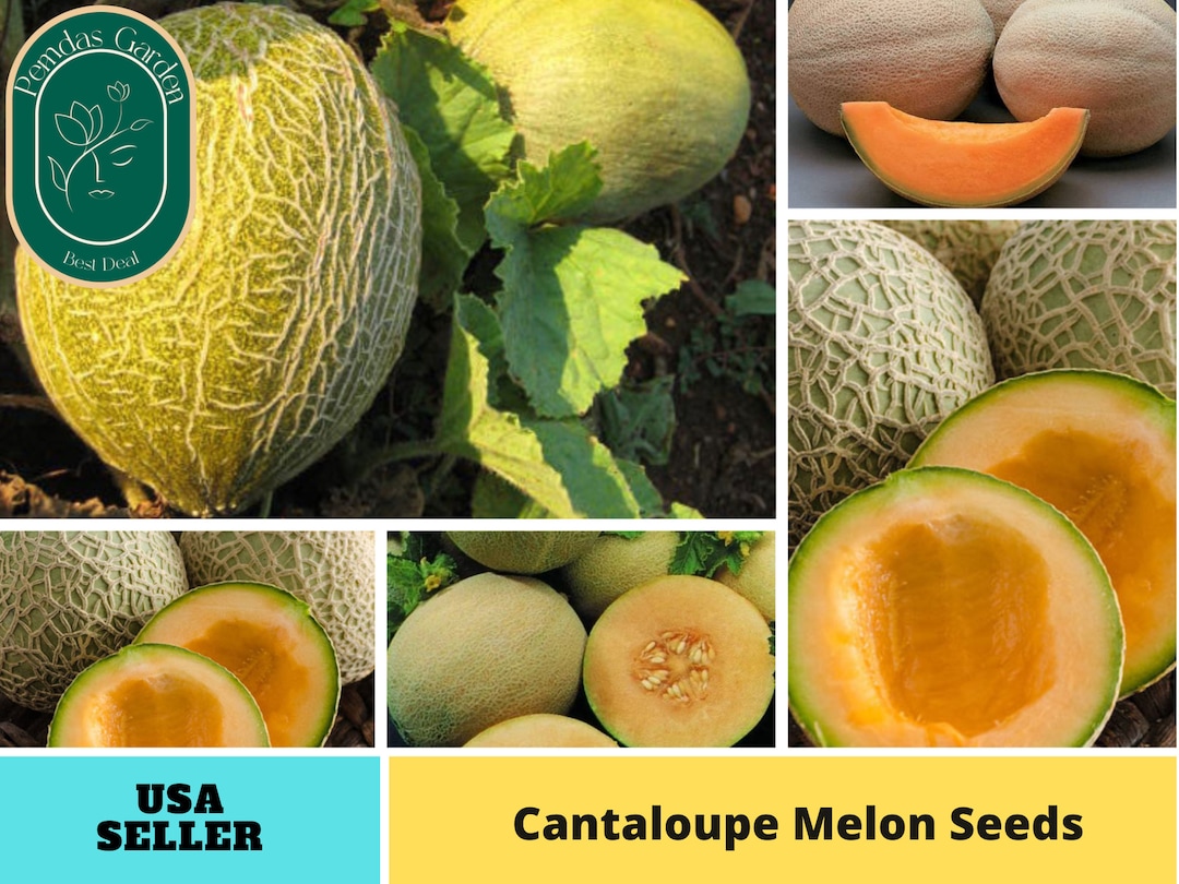 25 Seeds Cantaloupe Melon Seeds Authentic Seeds GMO Free Seedsflower