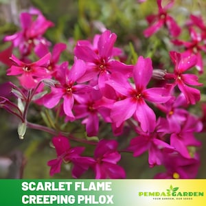 25+ Seeds| Scarlet Flame Creeping Phlox Seeds - Cold Resistant - Drought Resistant - Evergreen - Potted - Plant in early Spring/Fall - #85