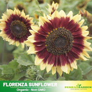 25+ Seeds| Florenza Sunflower Seeds - Helianthus annuus - Open-Pollinated - Organic - Heirloom - Mix Seeds to Plant -  #E021
