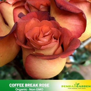 32+ Seeds| Coffee Break Rose Seeds-Perennial -Authentic Seeds-Flowers -Organic. Non GMO-Mix Seeds for Plant-B3G1 #1188