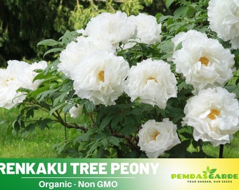 10+Seeds| Renkaku Tree Perennial Flower Peony Seeds ,Herb,GMO Free,B5G1 #B051