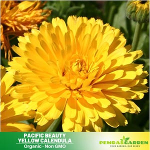 50+Seeds | Pacific Beauty Yellow Calendula Seeds - Open-Pollinated - Organic - Heirloom - Flower Seeds - Mix Seeds to Plant -  #H001