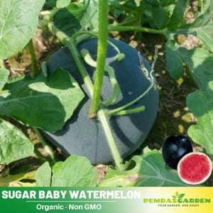 30 seeds| Sugar Baby Watermelon Seeds- Authentic - Open-Pollinated - Organic - Heirloom - Fruit Seeds -  #5002