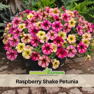 Raspberry Shake Petunia Seeds - Pink Red Bi-Color Blooms - Trailing Annual Flower - Easy Grow Hanging Basket Garden Plant