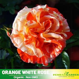 30+ Seeds|Orange White Flower Rose Seeds - Authentic Seeds - Perennial~GMO Free~~Flower seeds ~ Asian Garden~ Herbs  #1054