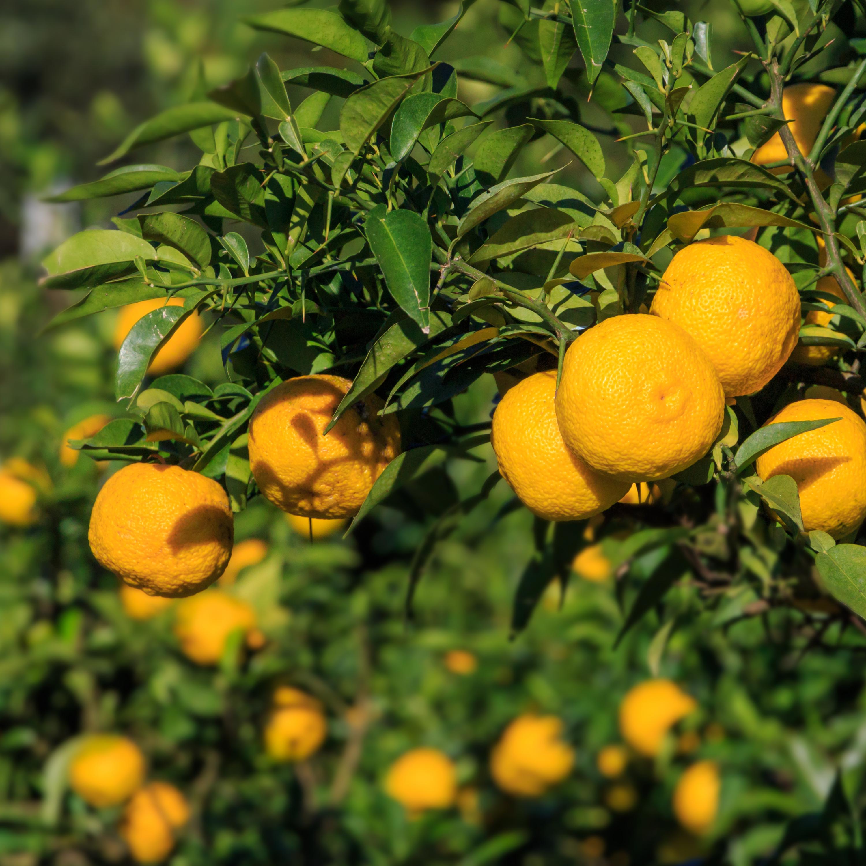 Yuzu Citrus Seeds (citrus Junos, Japanese Lemon, Yuza) – Hardy