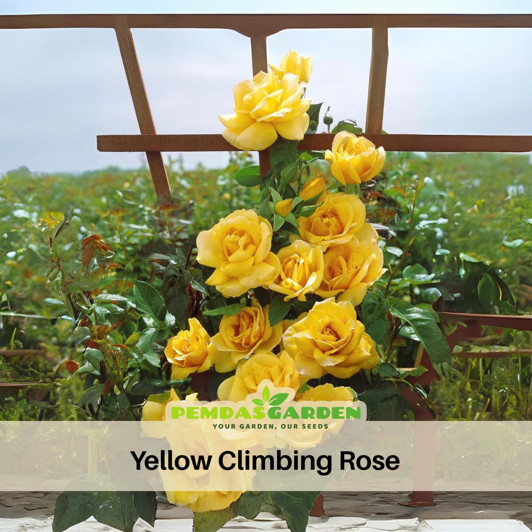 thumbnail image 2 of Nygardenia Yellow Climbing Rose Seeds – 20pcs, Non-GMO, Heirloom, Full Sun – USA 2 of 4